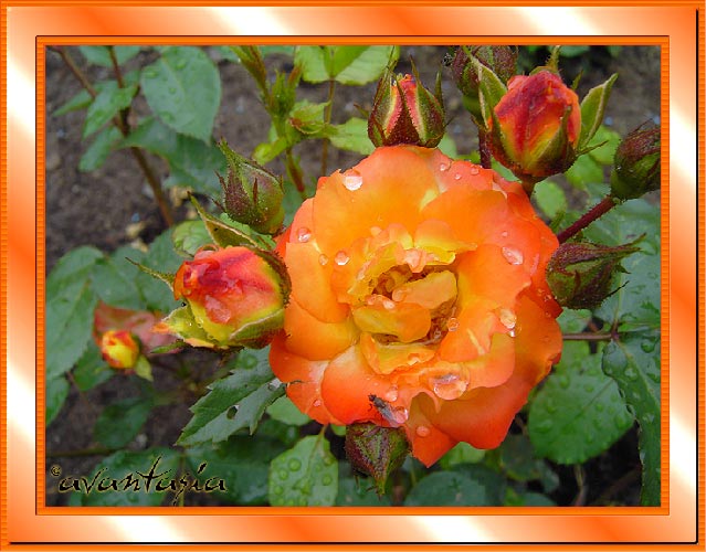 Rose-orange