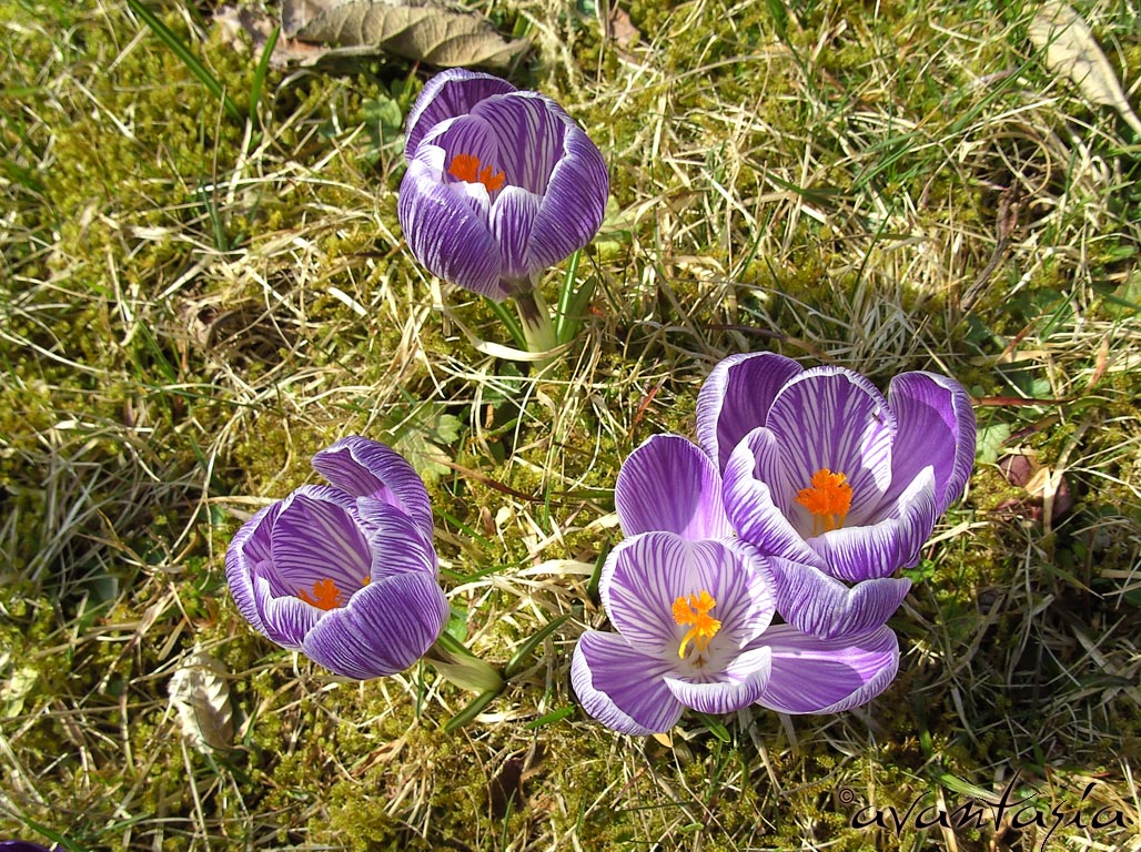 Fruehling2007_03