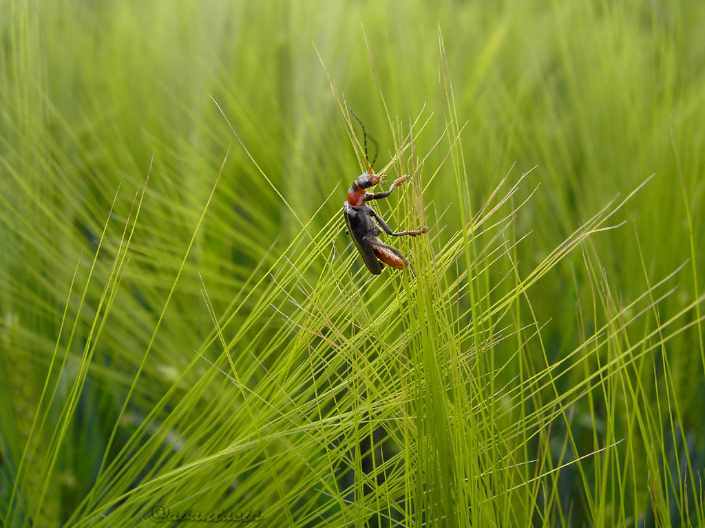 Getreideplattkaefer im Kornfeld