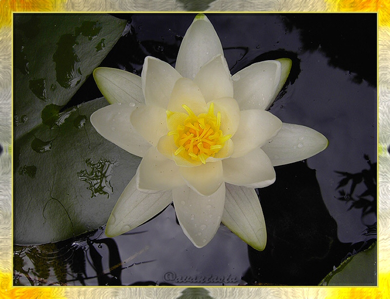 Seerose