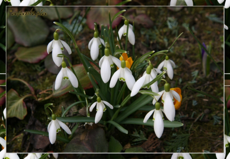 Schneegloeckchen
