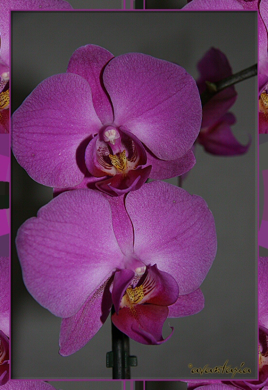 Orchidee
